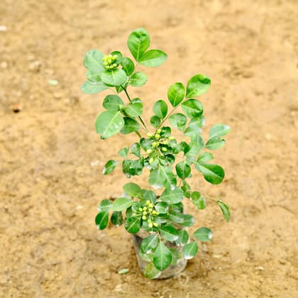 Buy Murraya / Madhu Kamini (~ 1 Ft) in 5 Inch Nursery Bag Online | Urvann.com