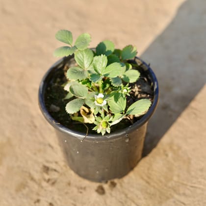 Buy Strawberry in 6 Inch Nursery Pot Online | Urvann.com