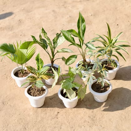 Buy Set Of 7 - China Palm , Aglaonema Snow White, Aglaonema White, Song Of India, Croton Petra, Syngonium Green & Schefflera Variegated in 6 Inch Classy White Plastic Pot Online | Urvann.com