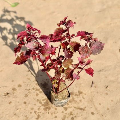 Buy Coleus Brown  in 4 Inch Nursery bag Online | Urvann.com