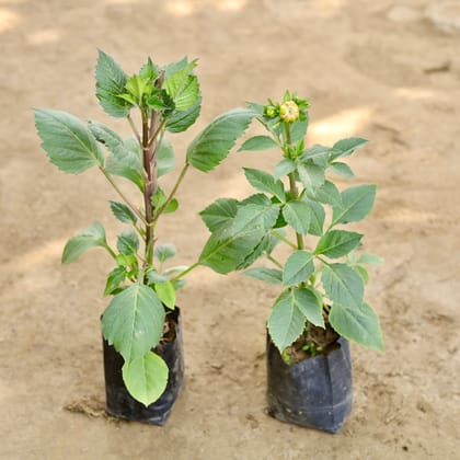 Buy Set of 2 - Dahlia Double (Any Colour) in 7 Inch Nursery bag Online | Urvann.com