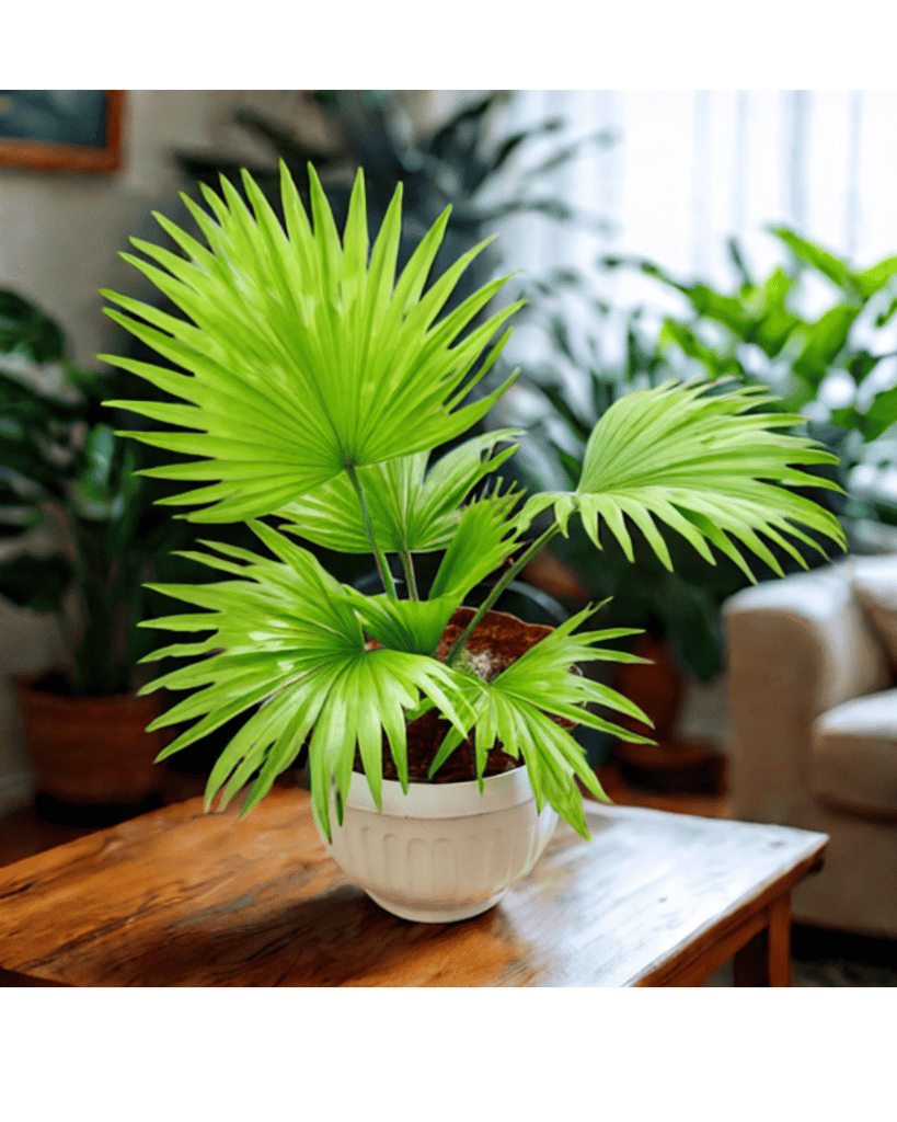 China / Fan Palm in 8 Inch White Olive Plastic Pot