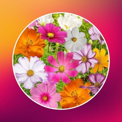 Free Gift - Cosmos Mixed Flower Seeds - Excellent Germination - Flash Sale