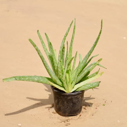 Buy Aloe Vera in 4 Inch Nursery Pot Online | Urvann.com