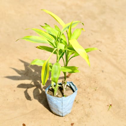 Lucky Bamboo in 4 Inch Nursery Bag