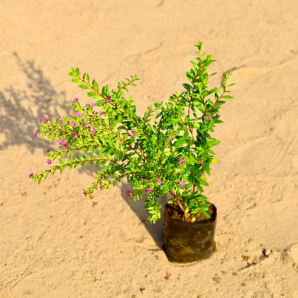 Cuphea / False Heather Pink in 3 Inch Nursery Bag