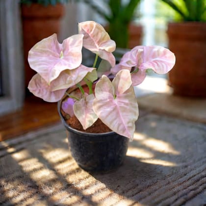 Syngonium Pink in 4 Inch Nursery Pot