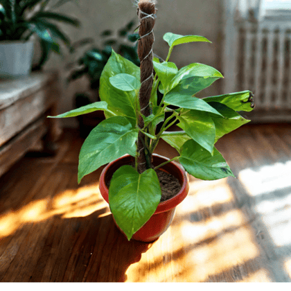 Money Plant Green With Moss Stick (~ 1 Ft) in 8 Inch Terracotta Red Olive Plastic Pot