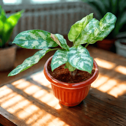 Aglaonema Silver King in 8 Inch Terracotta Red Olive Plastic Pot