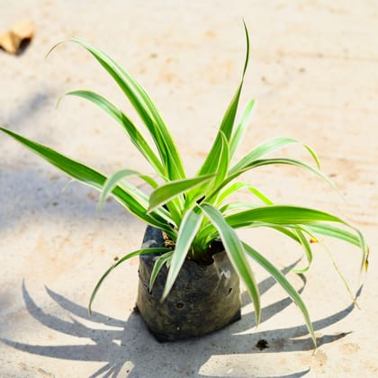 Spider Plant in 4 Inch Nursery Bag