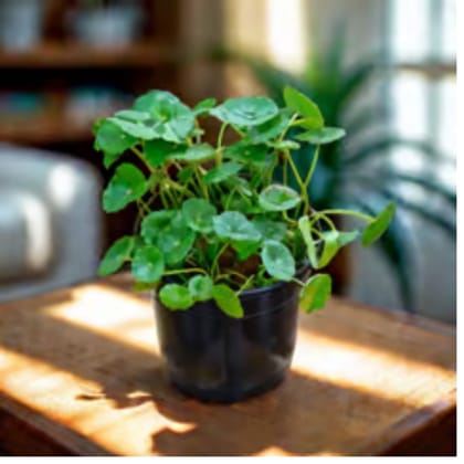 Brahmi Dollar / Pennywort / Coin Plant in 4 Inch Nursery Pot