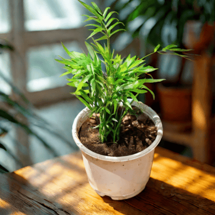 Chameadorea Palm in 5 Inch Nursery Pot