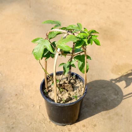 Buy Rakhi Bel / Krishna Kamal / Passion Flower (Any colour) in 6 Inch Nursery Pot | Urvann.com