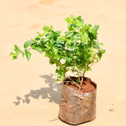 Madhu Malti / Rangoon Creeper in 6 Inch Nursery Bag