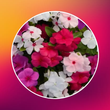 Free Gift - Vinca Mixed Seeds - Excellent Germination - Flash Sale