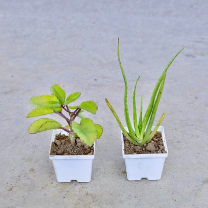 Buy Set of 2 - Pattharchata / Kalanchoe Pinnata & Aloe Vera in 4 Inch Elegant White Square Plastic Pot | Urvann.com