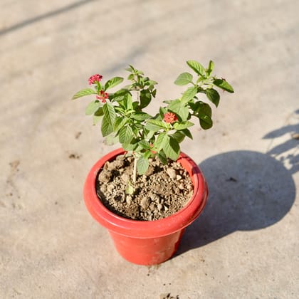 Buy Lantana (Any Colour) in 4 Inch Classy Red Plastic Pot | Urvann.com