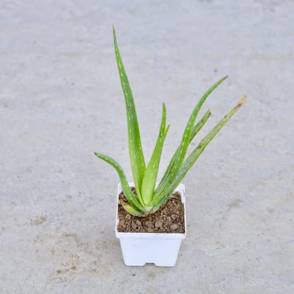 Buy Aloe Vera in 4 Inch Elegant White Square Plastic Pot | Urvann.com