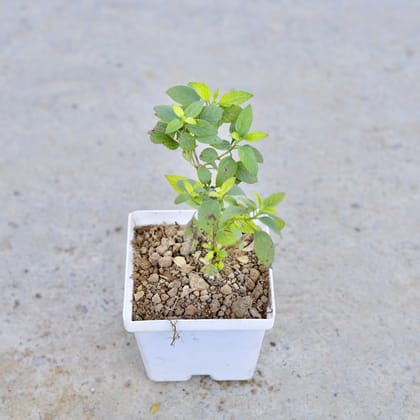 Buy Lantana (Any Colour) ijn 4 Inch Elegant White Square Plastic Pot | Urvann.com