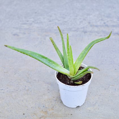 Buy Aloe Vera in 6 Inch Nursery Pot | Urvann.com