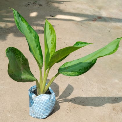 Aglaonema Broad Leaf in 4 Inch Nursery Bag