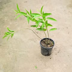 Raat Ki Rani / Night Blooming Jasmine (any colour) in 6 Inch Nursery Pot