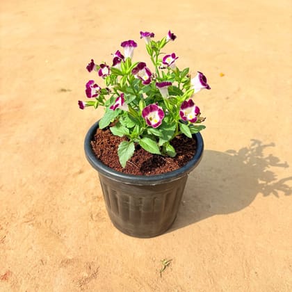 Buy Wishbone / Torenia (any colour) in 6 Inch Nursery Pot Online | Urvann.com